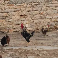 خروس لاری دورگ|حیوانات مزرعه|جوانرود, |دیوار