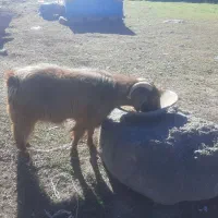 بز نر برای قصابی|حیوانات مزرعه|اردبیل, |دیوار