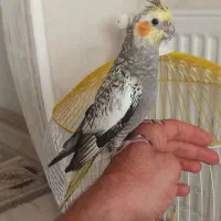 فروش یا معاوضه با قناری|پرنده|بروجرد, |دیوار