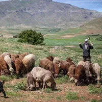 چوپانی