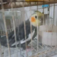 عروس نر