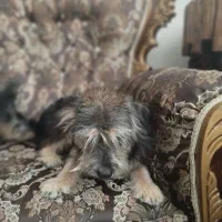 سگ خونگی|سگ|فردیس, شهرک ارم|دیوار