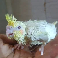 جوجه سرلاکی
