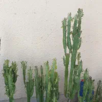 گل افوربیا وسانسوریا|گل و گیاه طبیعی|بوشهر, |دیوار