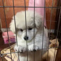 پامرین خرسی|سگ|ری, علایین|دیوار