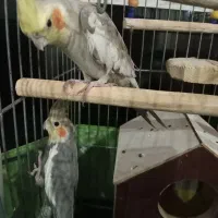 یک جفت عروس هلندی سخنگو