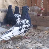 کبوتر کله ای درسوسنگرد.|پرنده|اهواز, منازل کارون|دیوار