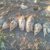 چغندر|لوازم جانبی حیوانات|مشهد, کلاهدوز|دیوار