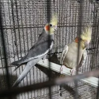 عروس(رودسر،لاهیجان،رشت)