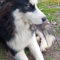 سگ‌ نگهبان / هاسکی / ژرمن / بومی واگذاری