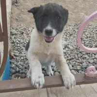 سگ پاکوتاه|سگ|مرند, |دیوار