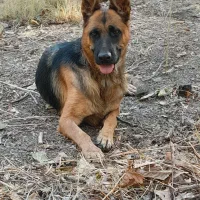 سگ ژرمن شپرت ماده