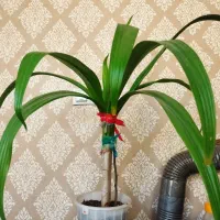 گلدان گل طبیعی سر سبزو شاداب.|گل و گیاه طبیعی|شیراز, رکنآباد|دیوار