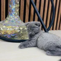 گربه اسکاتیش فولد