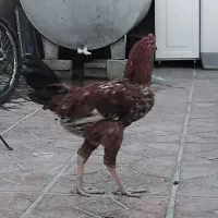 سه تا وارک ویه خروس لاری در ایلام|حیوانات مزرعه|سیوان, |دیوار