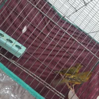 قناری سبز نر و ماده