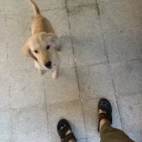 نژاد گلدن رتریور اسکاتلندی|سگ|شوشتر, |دیوار