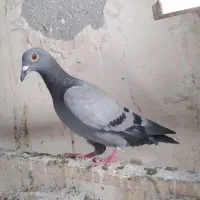 جوجه کفتر
