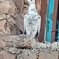 کبوتر|پرنده|دره شهر, |دیوار