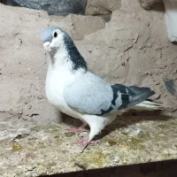 کبوترساده|پرنده|زبرخان, |دیوار