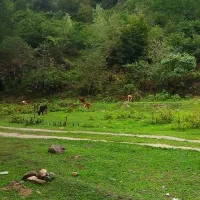 500متر باغی داخل طرح هادی روستا کنار رودخانه|فروش زمین و ملک کلنگی|احمدسرگوراب, |دیوار