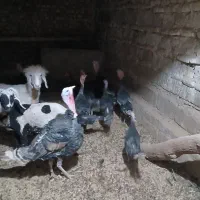 بوقلمون و اردک فروشی|حیوانات مزرعه|زابل, |دیوار