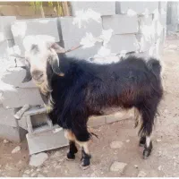 پازن تخمی درلارستان