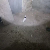 ۱۳ عدد کفتر سالم و سرحال بدون غلط بسیار تمیز