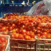سبدبزرگ کارخانه ای