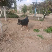 سگ ژرمن