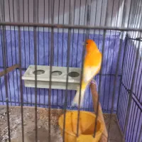 قناری نر بخون قرمز قدیم|پرنده|اردبیل, |دیوار