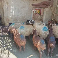 میش وبره