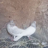 نرو ماده فروشی