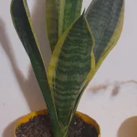 سانسورها پا‌کوتاه و کراواتی ابلغ