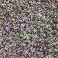 فروش غنچه گل محمدی