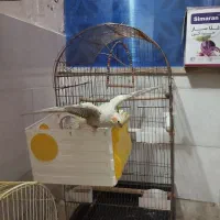 عروس هلندی مولد ۲ساله آماده جفت|پرنده|پرند, فاز ۴|دیوار