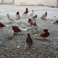 کبوتر گرگی|پرنده|آق قلا, |دیوار