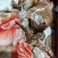 واگذاری گربه دی اس اچ