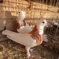 پرنده|پرنده|آران و بیدگل, |دیوار