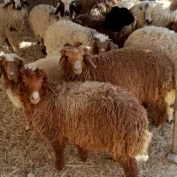 چند عدد بره ماده و نر سالم سرحال|حیوانات مزرعه|هندیجان, |دیوار