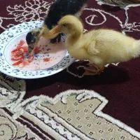اوردک