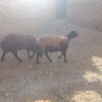 قوچ بذری