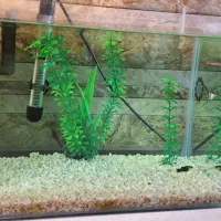 زیبایی منزل|ماهی|تهران, پرستار|دیوار