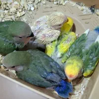 دو عدد عروس هلندی و پنج دونه طوطی برزیلی