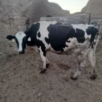 گاو