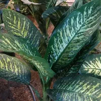 گل دیفن باخیا|گل و گیاه طبیعی|قم, خداکرم|دیوار