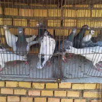 آلمانی|حیوانات|مشهد, کارمندان دوم|دیوار