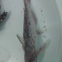 فروش فوری|ماهی|تهران, امانیه|دیوار