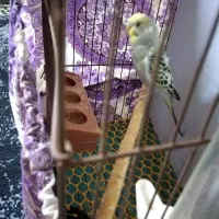 مرغ عشق سخنگو|پرنده|گرگان, |دیوار