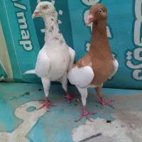 کبوتر یهودی و ساده و سینه